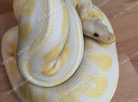 Royal Pythons