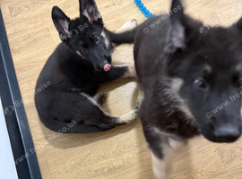 Reduced further to sell kc registers German shepherd pup