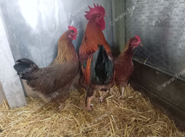 Trio of welsummer