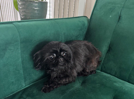 Imperial Shih Tzu KC Female