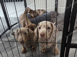 Stunning Miniature Dachshund puppies