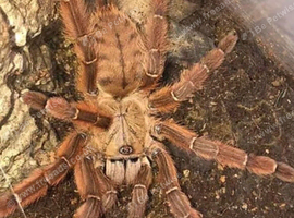 Java tree tiger tarantula
