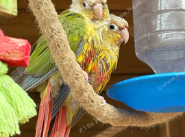 2x 12 week old conures