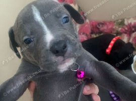 amstaff puppies