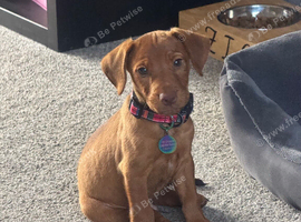 Male Cocker spaniel cross