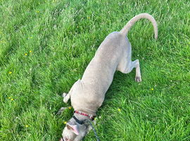 6 year old Weimaraner for sale