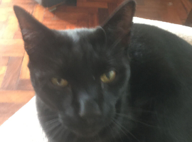 4yr castrated/chipped Bombay all black large cat for rural home used to cats.