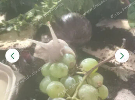Albino Fulica giant African land snails