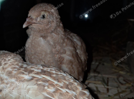 10 Jambo Quails (Male)