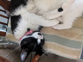 Cat and kitten for sale
