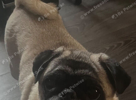 Beautiful fawn pug