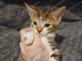 Mixture coloured kittens looking for forever homes