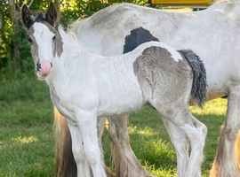 Quality Shire X Traditional Skewbald Filly to make over 15 hands