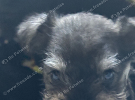Miniature schnauzer puppies ready 17th October