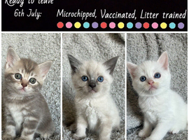 Adorable Norwegian forest kittens