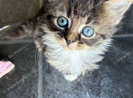 Kittens mixed breed