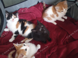 Lovely Kittens