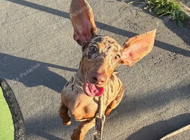 Beautiful KC Registered Miniature Dachshund