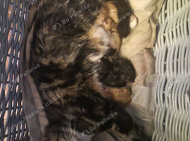 Beautiful kittens, i have both parents