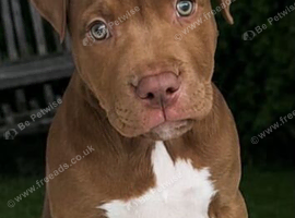 BEAUTIFUL 8 WEEK OLD STAFFY X