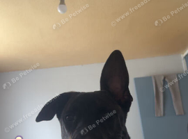 6month old Dutch herder x