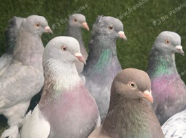 Turkish pigeon