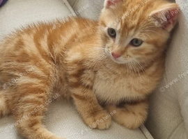 Orange shorthair kitten