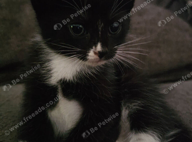 Kitten for sale