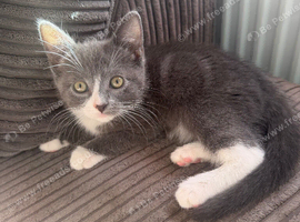 Grey/white female, silver grey tabby male kittens, ready now, 8 weeks, loving -