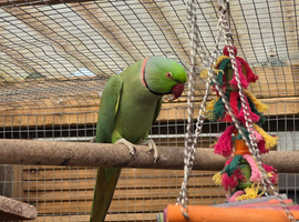 Indian ring neck male
