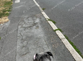 Stunning Cane corso pup