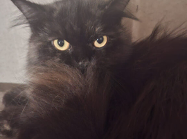 Beautiful Parsain x British long hair Mum and Daughter 3 years mum Daughter 12 months indoor home