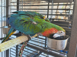 3 YEAR OLD CATALINA MACAW CALLED RUBY