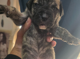Beautiful presa canario x American p bully pus