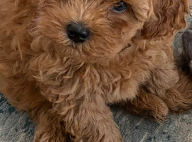 Cavapoochon puppy