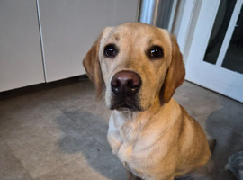 Labrodour puppy