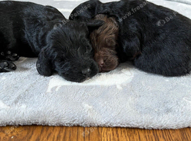 7 stunning F1 cockapoo puppies