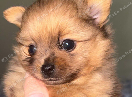Rare! Merle Pomeranian puppies