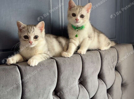 Male British shorthair kitten