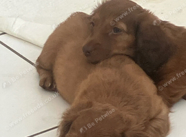 We have 2 stunning long hair pups