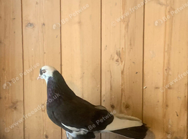 Tumblers cocks for sale
