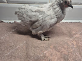 Group of lavender pekins