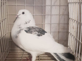 Fantail pigeon for sale