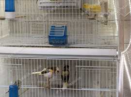 Males and females canary's available