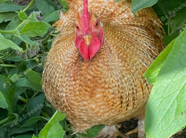Bantam cockerels in need of new homes