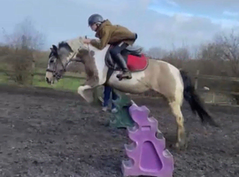 LOOKING FOR 14.2 PONIES