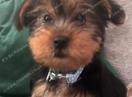 Gorgeous Yorkshire Terrier Boy