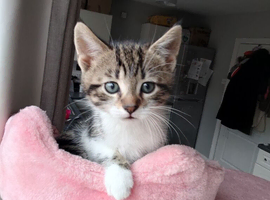 Adorable Kittens &pound;80