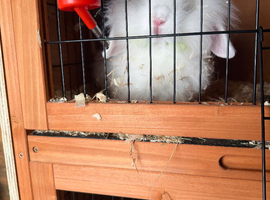 2 male rabbits