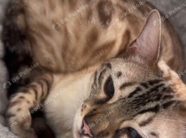 LOST CAT️